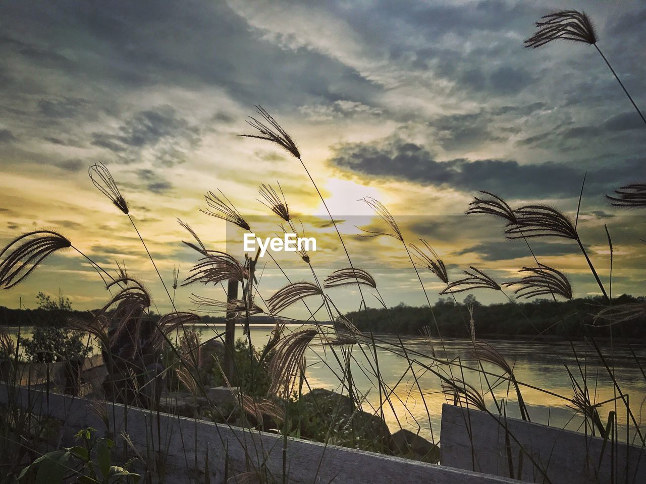 SCENIC VIEW OF PLANTS AGAINST SKY