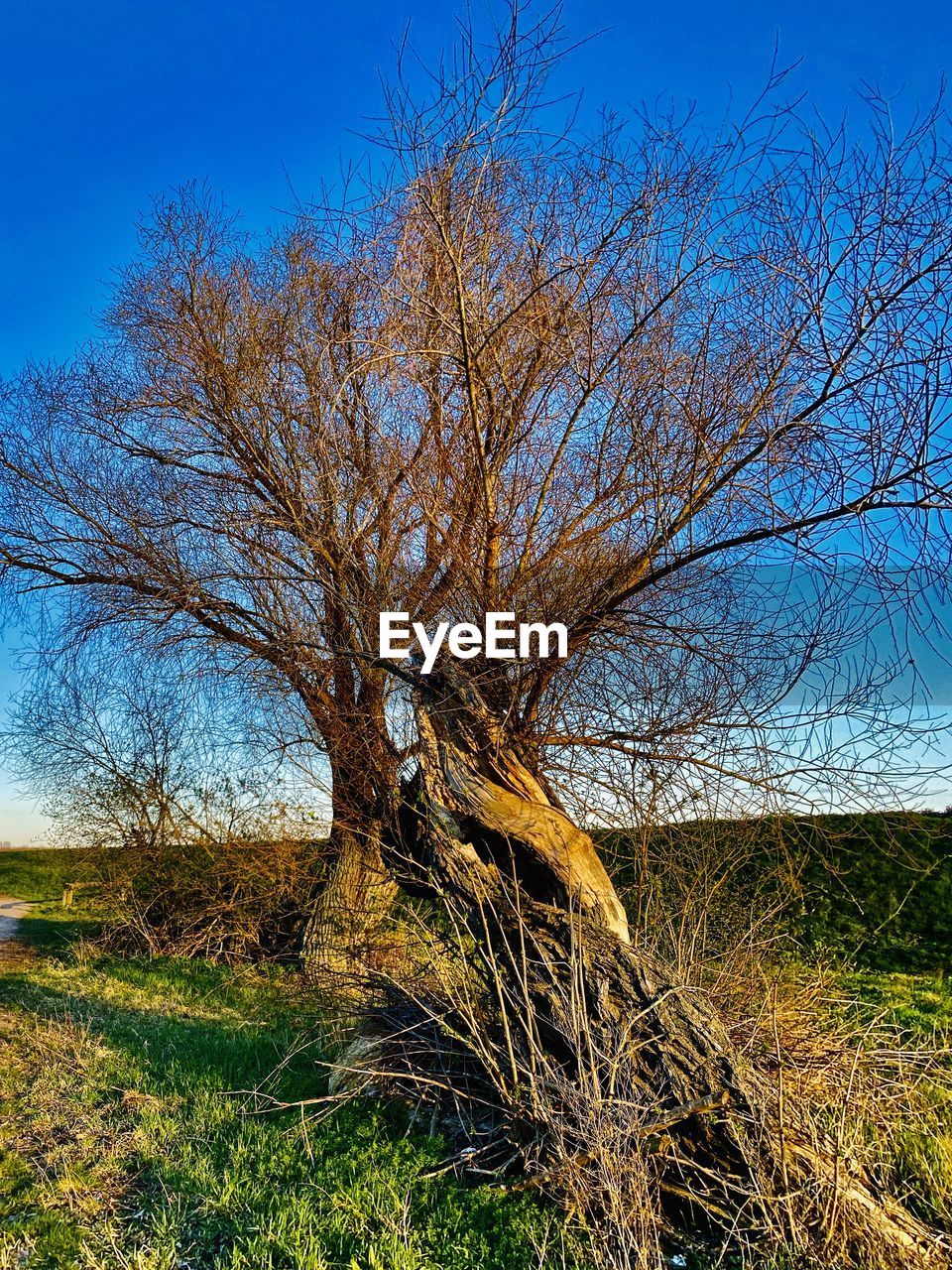 BARE TREES ON FIELD AGAINST SKY