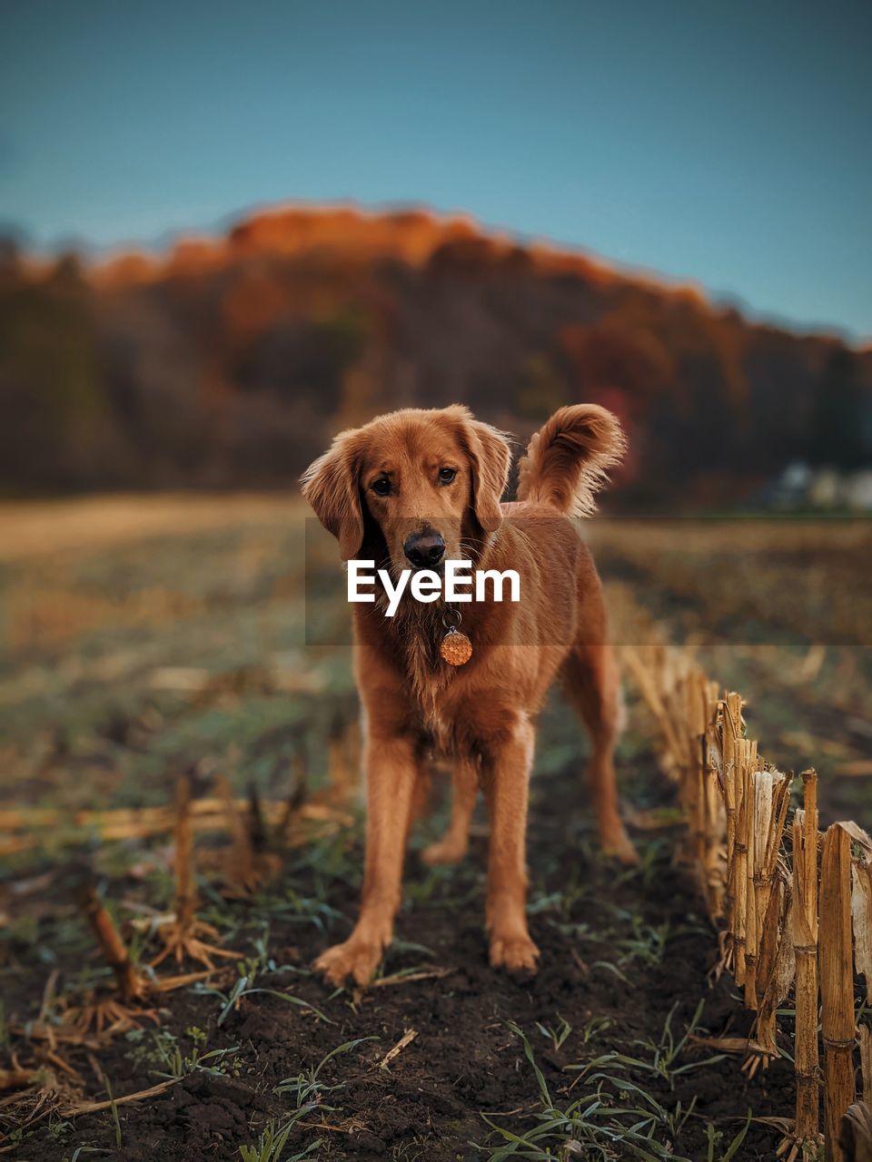 PORTRAIT OF DOG ON FIELD