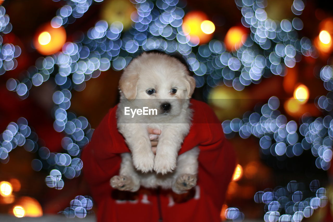 Close-up of child holding puppy against illuminated lights