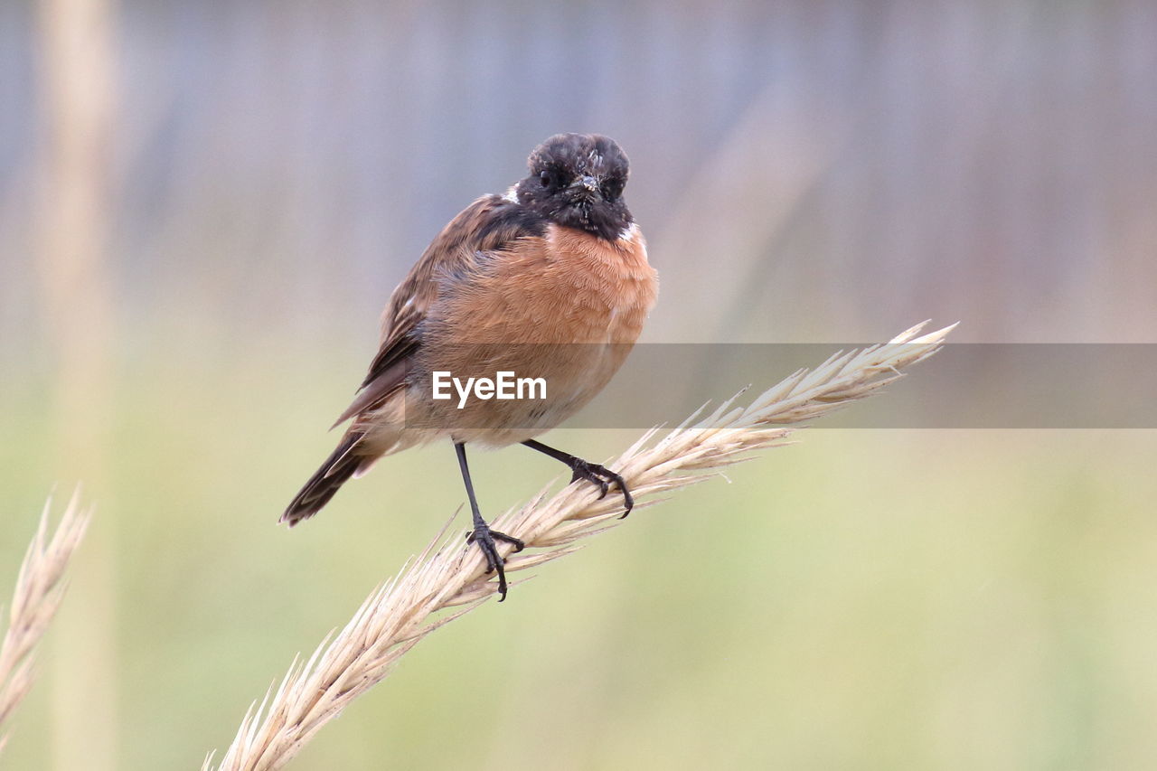 Close-up of stonechat perching on plant