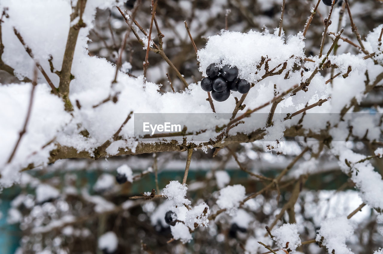 winter, snow, branch, cold temperature, spring, tree, plant, nature, freezing, frost, leaf, flower, twig, no people, white, beauty in nature, close-up, blossom, frozen, day, outdoors, fruit, animal, animal themes, environment, animal wildlife, land, food, focus on foreground