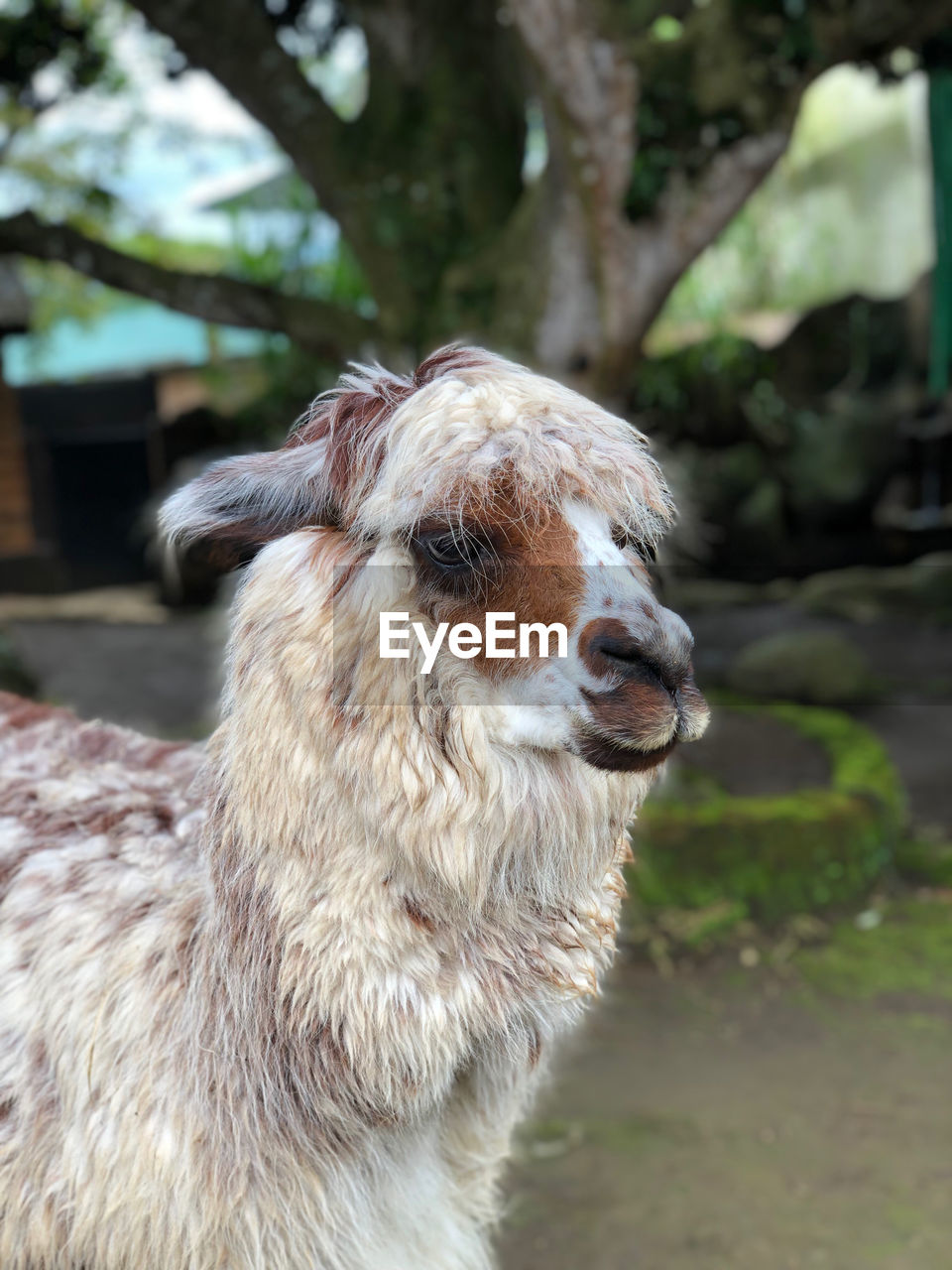 animal themes, animal, mammal, one animal, domestic animals, livestock, pet, llama, wildlife, alpaca, focus on foreground, nature, no people, animal body part, animal wildlife, zoo, agriculture, day, outdoors, portrait, plant, animal hair, animal head, close-up, standing