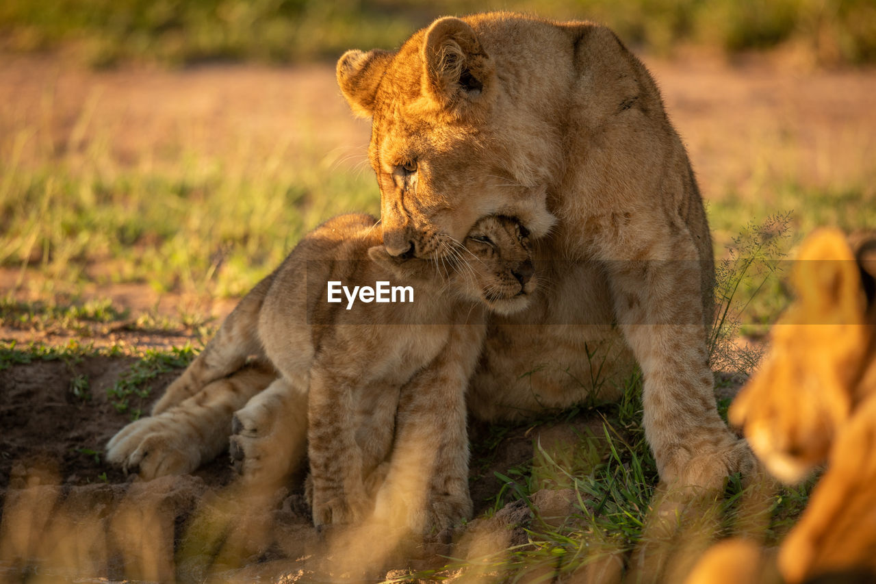 Lioness with cub playing at field