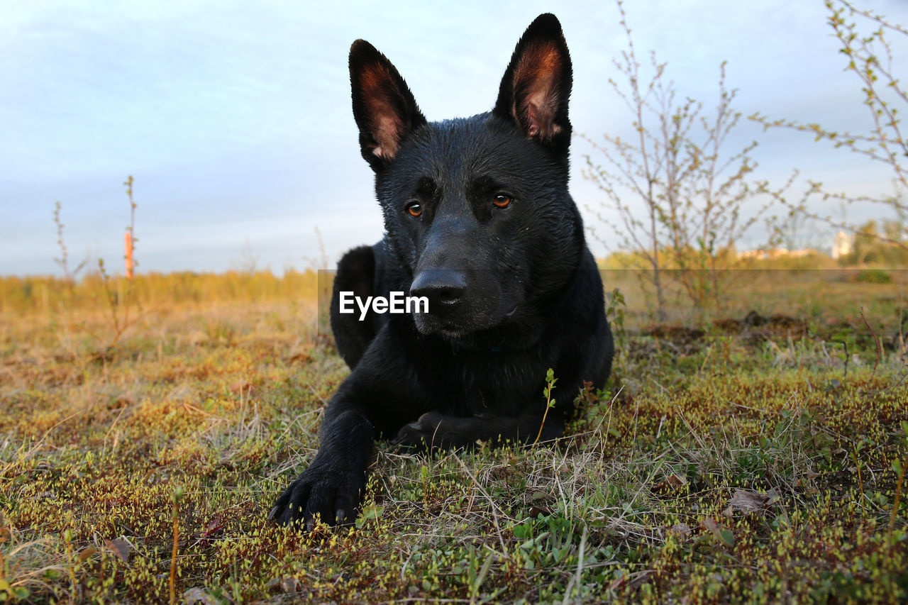 PORTRAIT OF A BLACK DOG IN THE FIELD