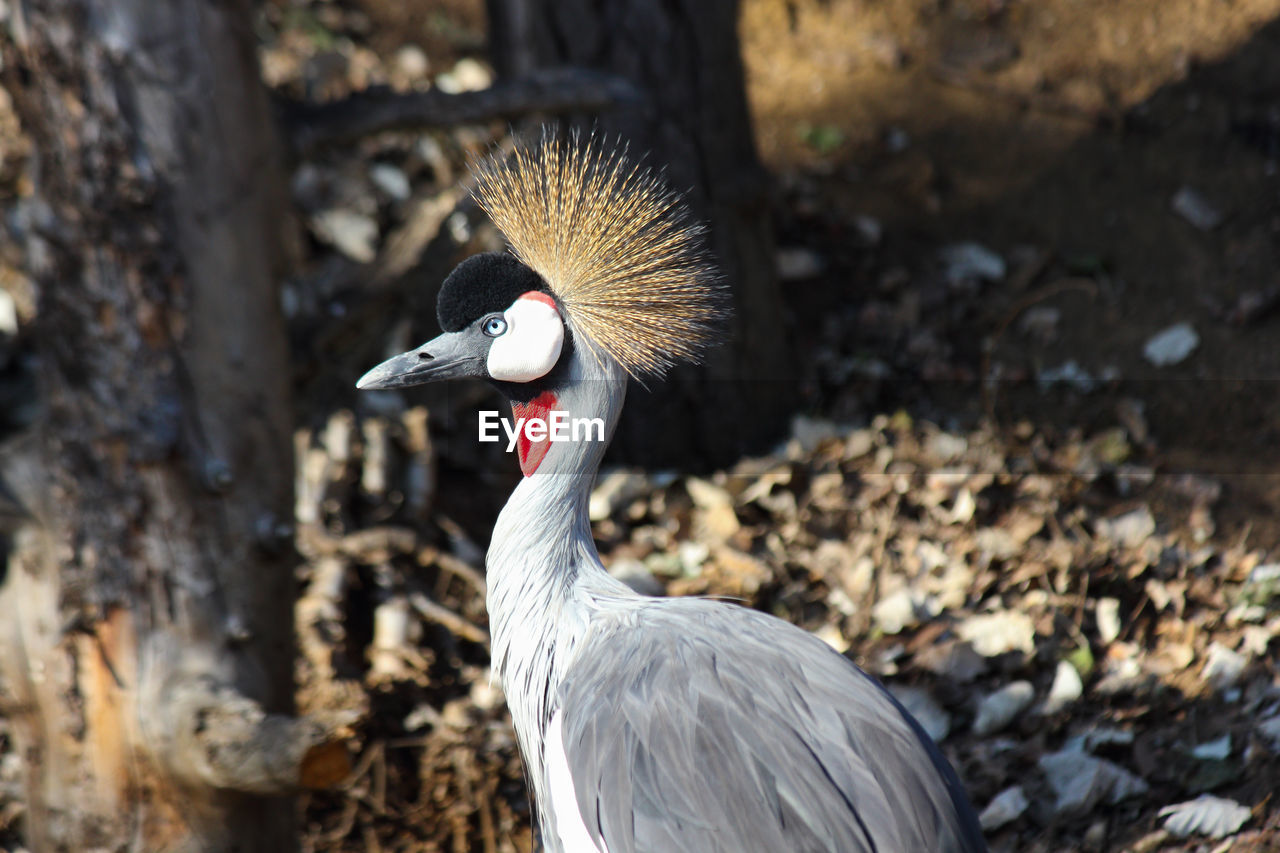 animal themes, animal, bird, animal wildlife, wildlife, one animal, beak, nature, no people, focus on foreground, animal body part, zoo, day, outdoors, close-up