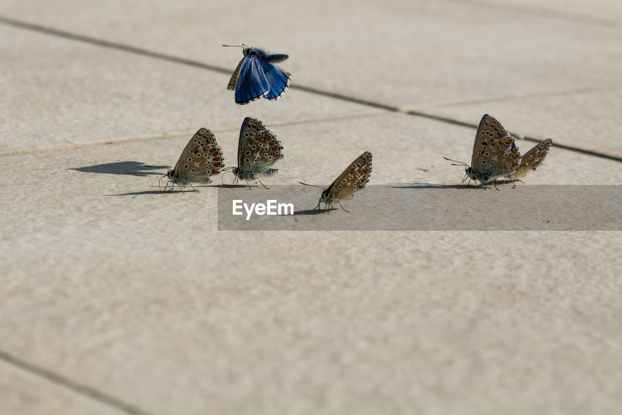 Butterflies on footpath