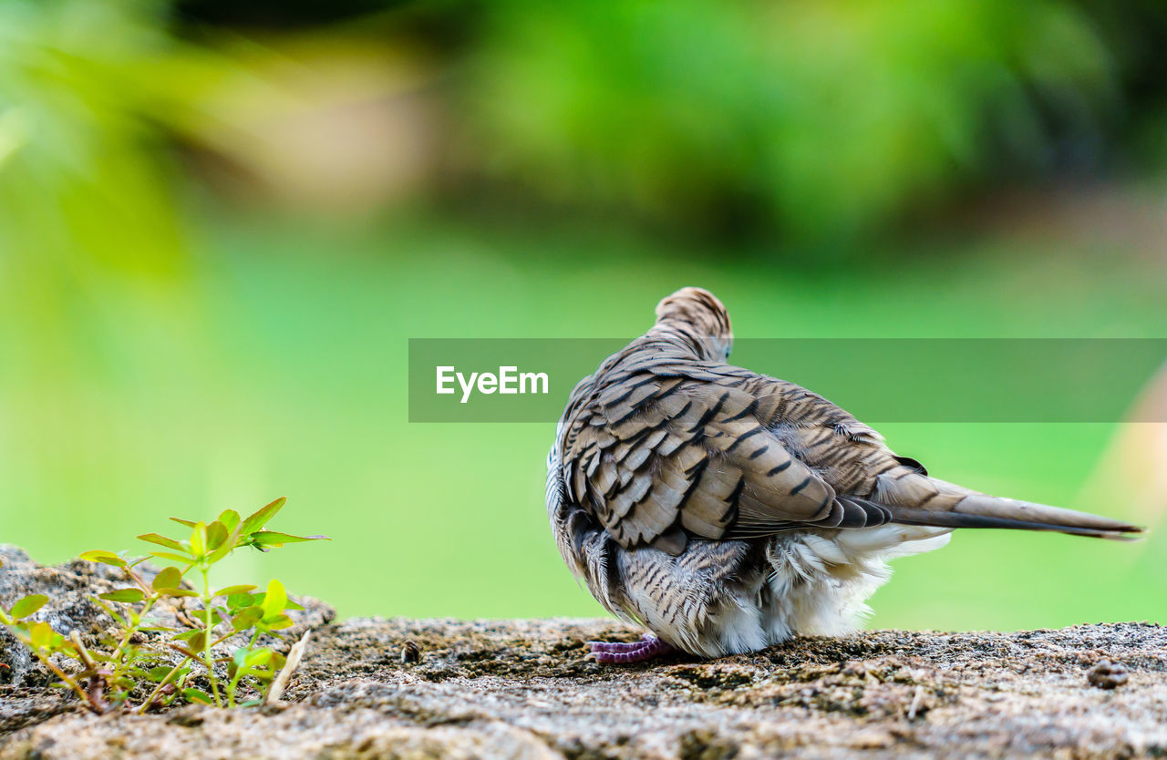 Close-up of a bird perching on a land