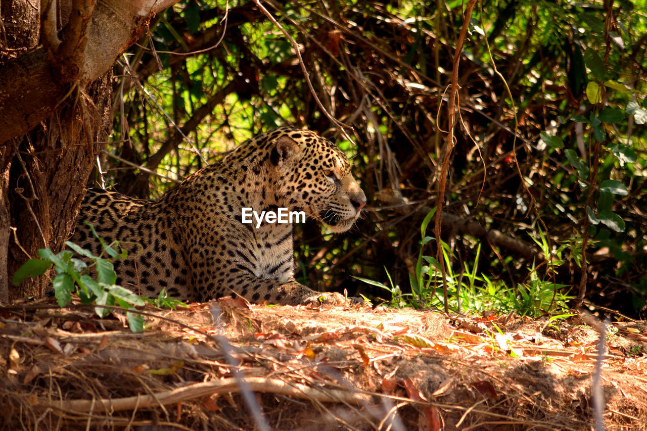 VIEW OF A CAT ON LAND