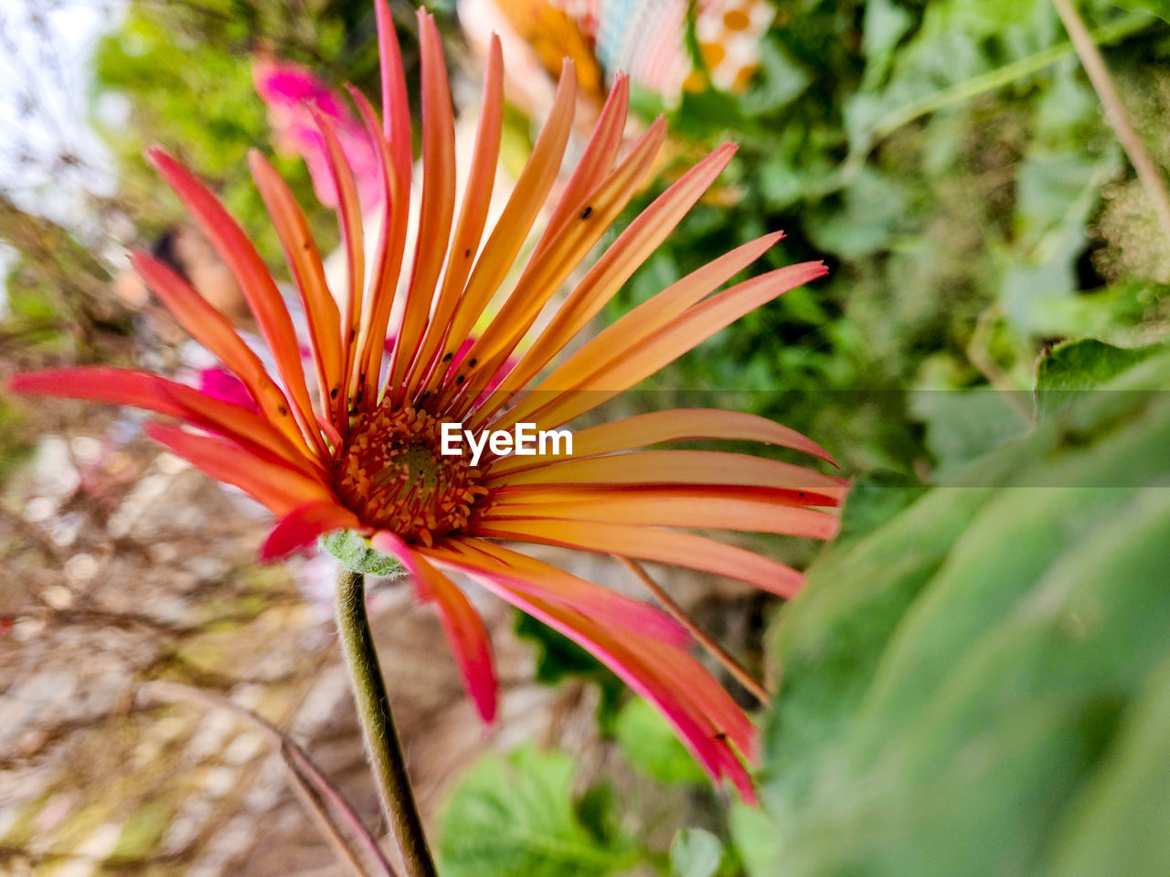 CLOSE-UP OF FLOWER