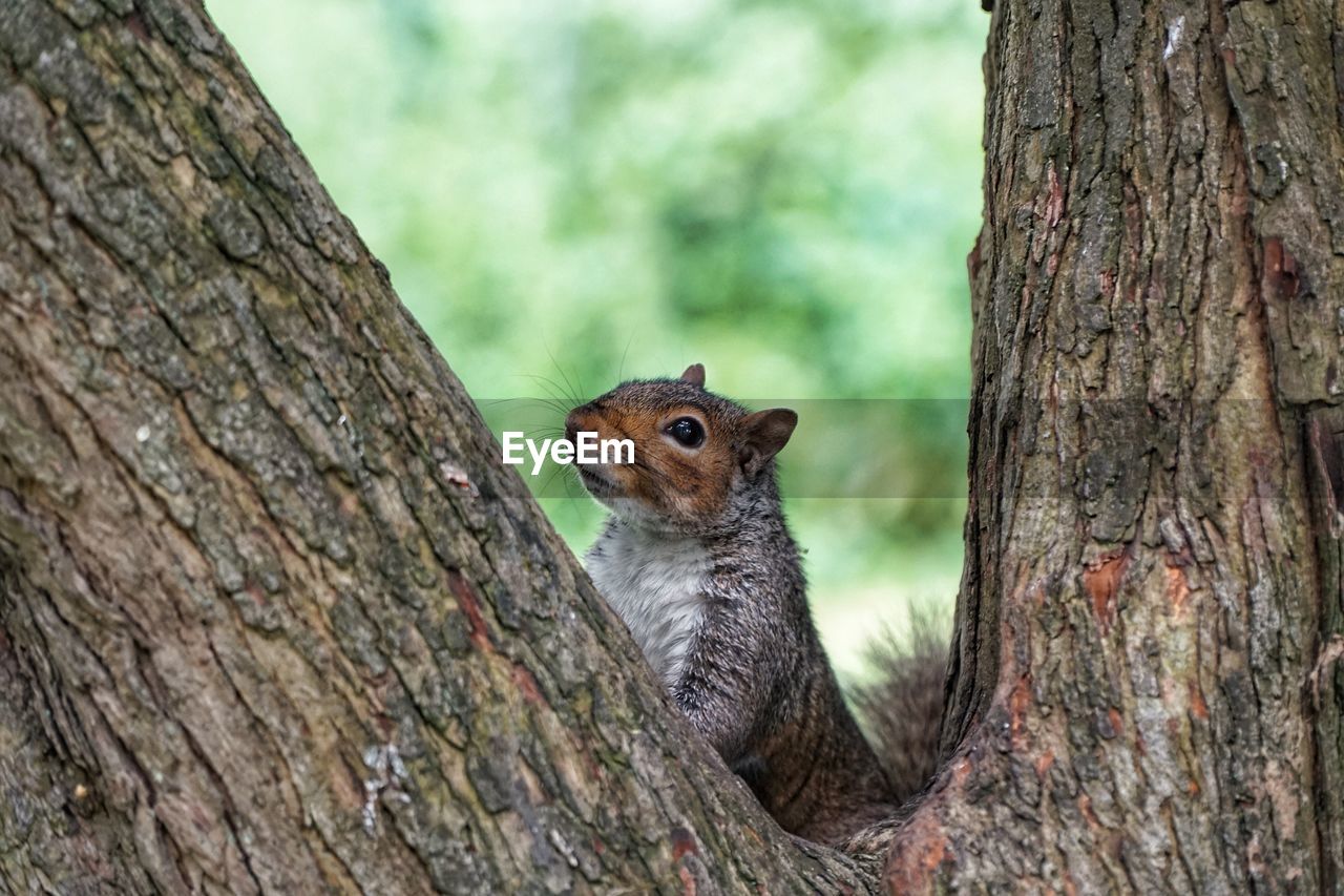 Close-up of squirrel on tree trunk