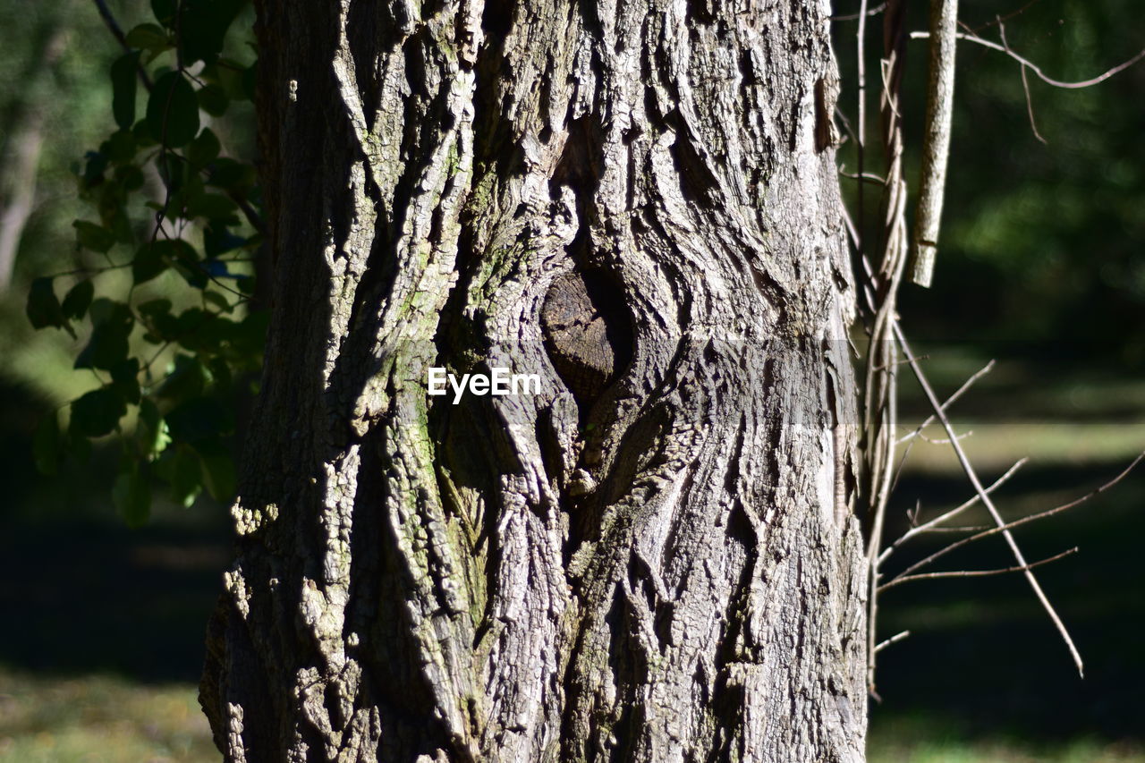 CLOSE-UP OF TREE TRUNK