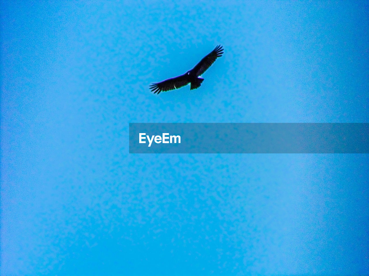 LOW ANGLE VIEW OF EAGLE FLYING IN CLEAR BLUE SKY