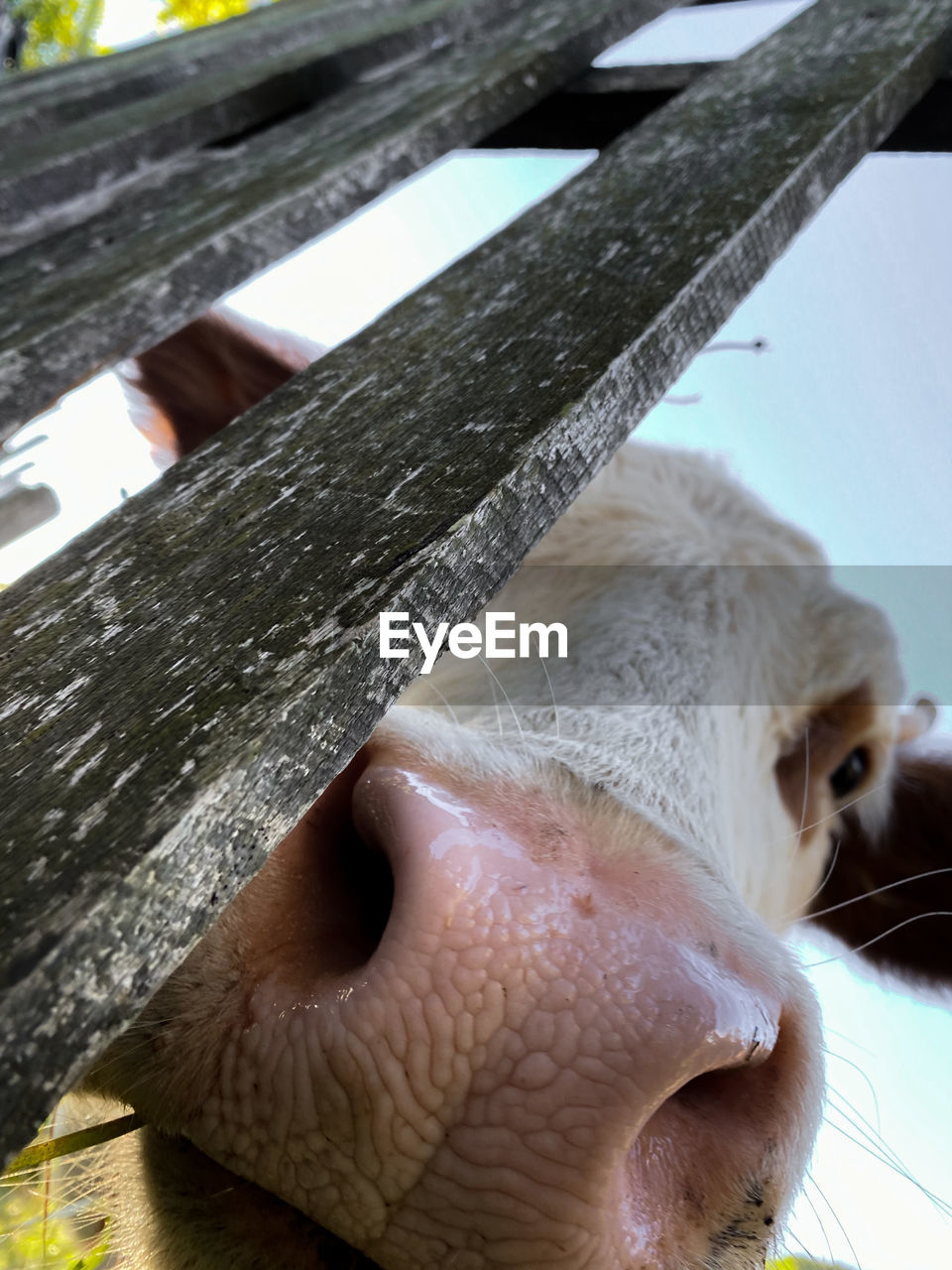 Close-up of cow