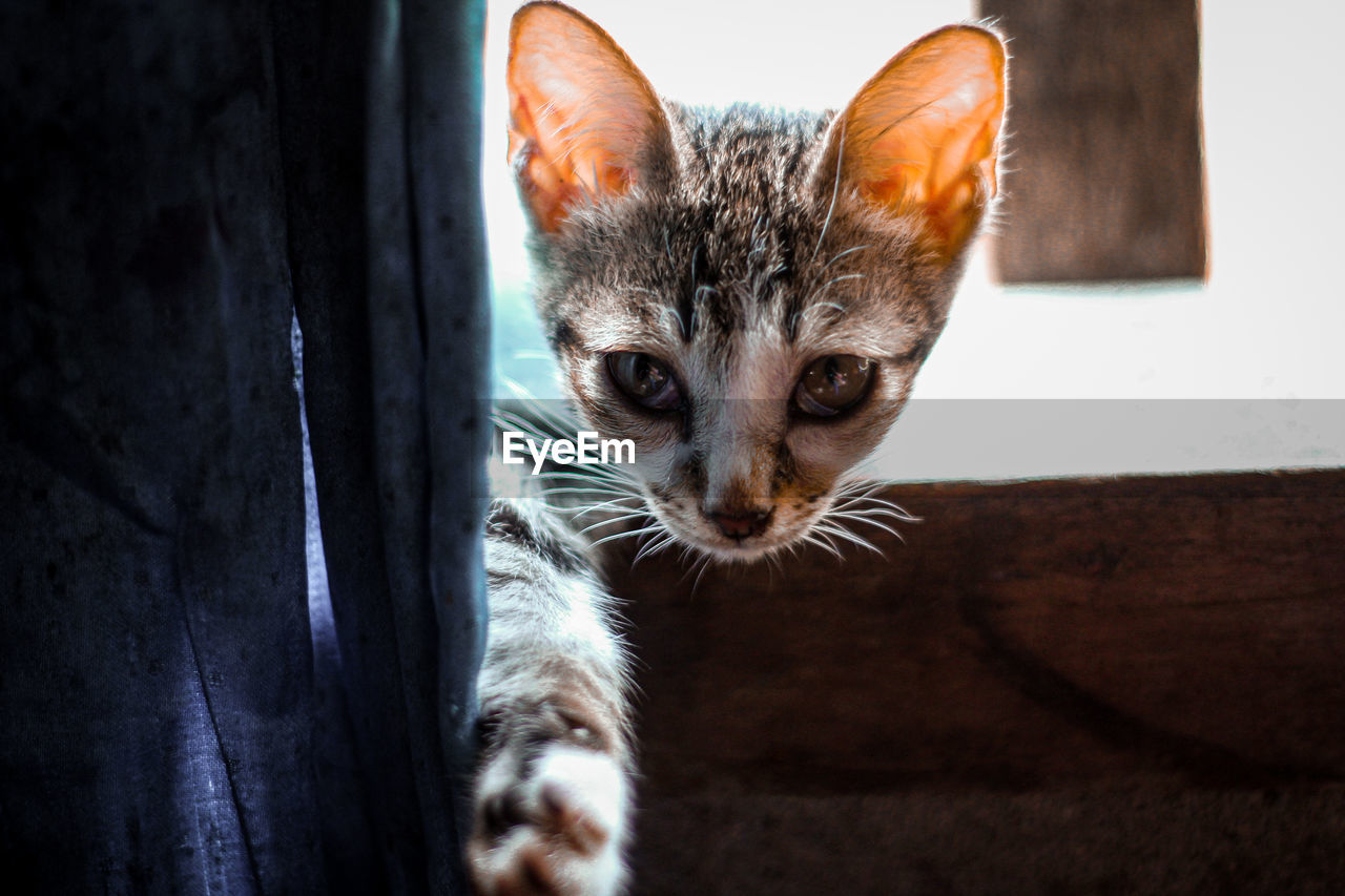 Close-up of tabby kitten