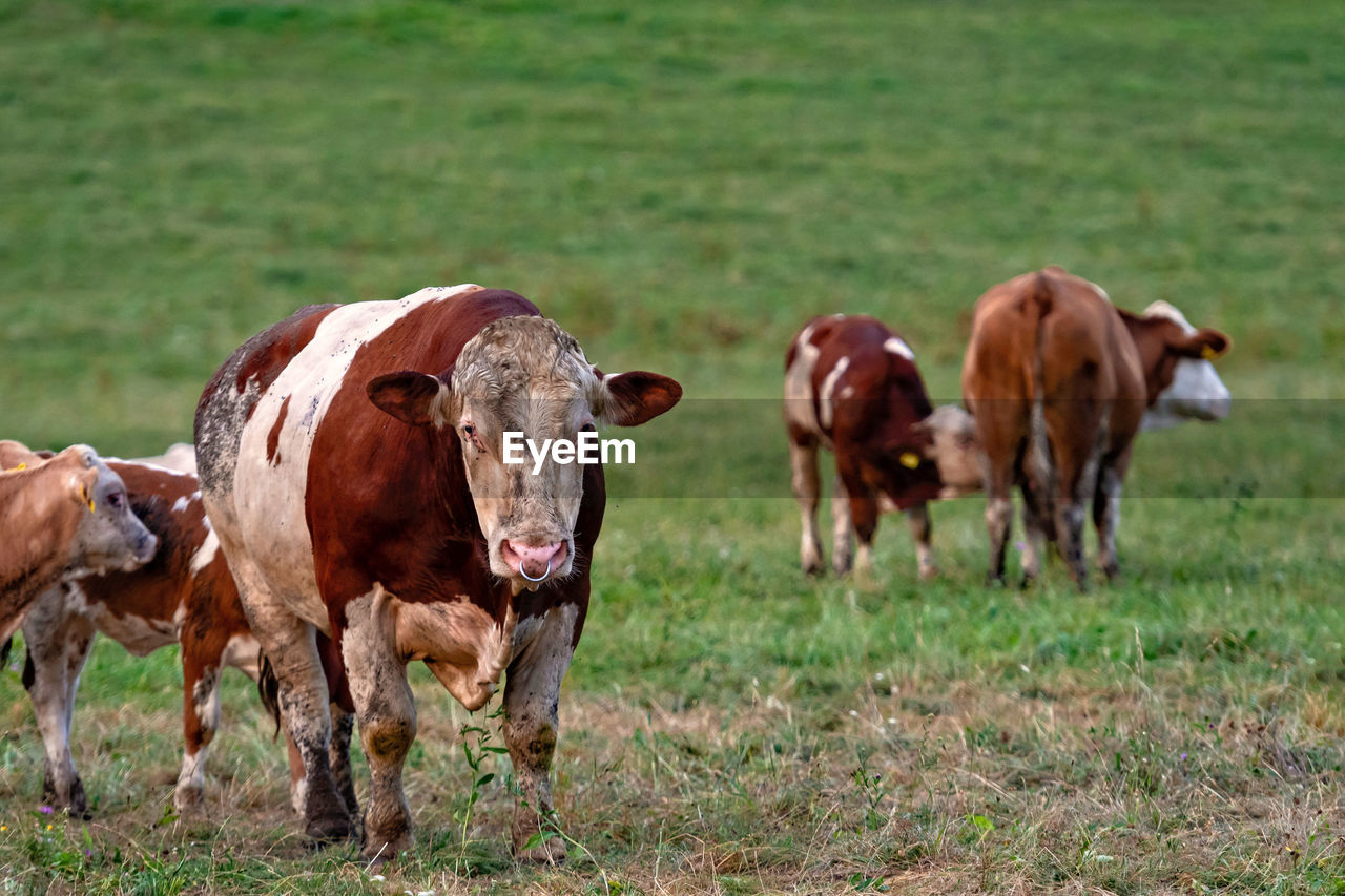 COWS ON THE FIELD