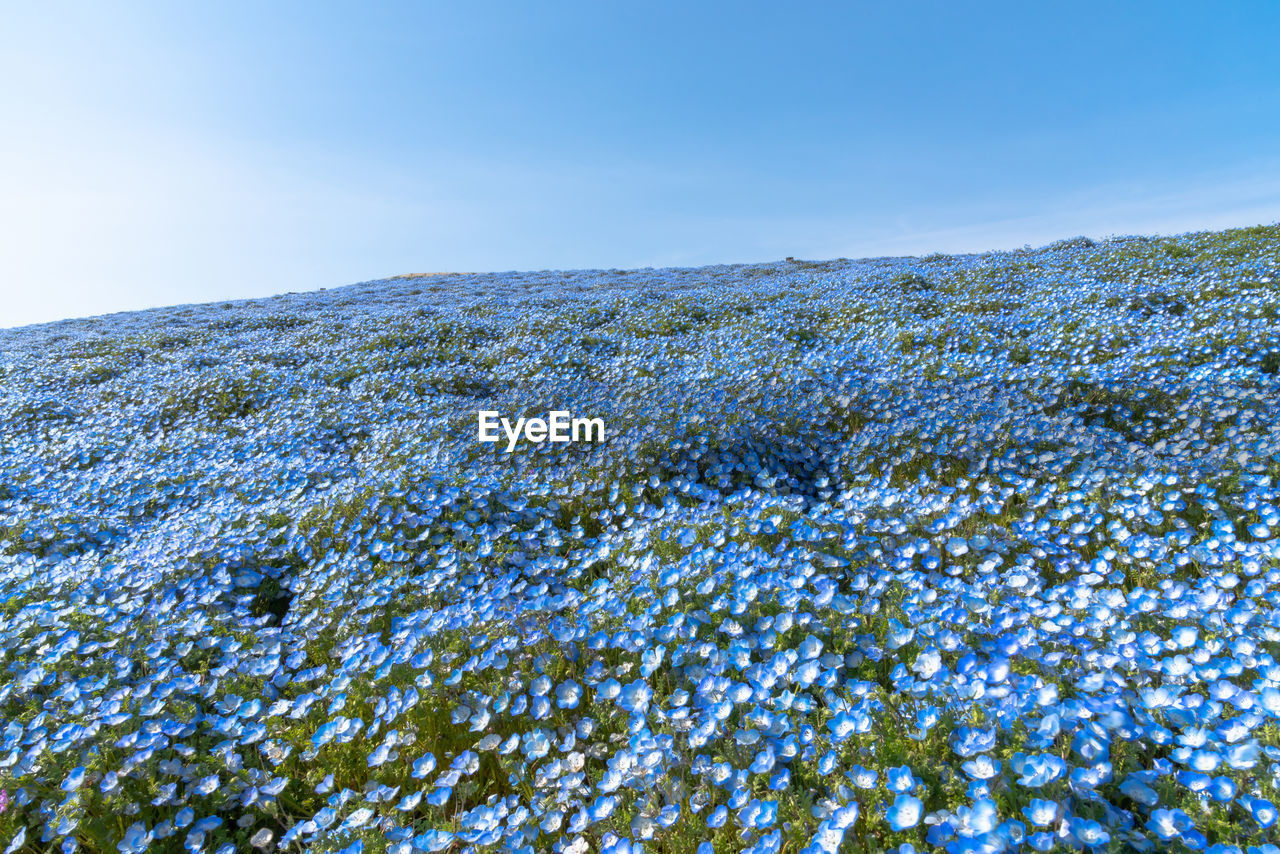 Nemophila baby blue eyes flowers field, blue flowers carpet