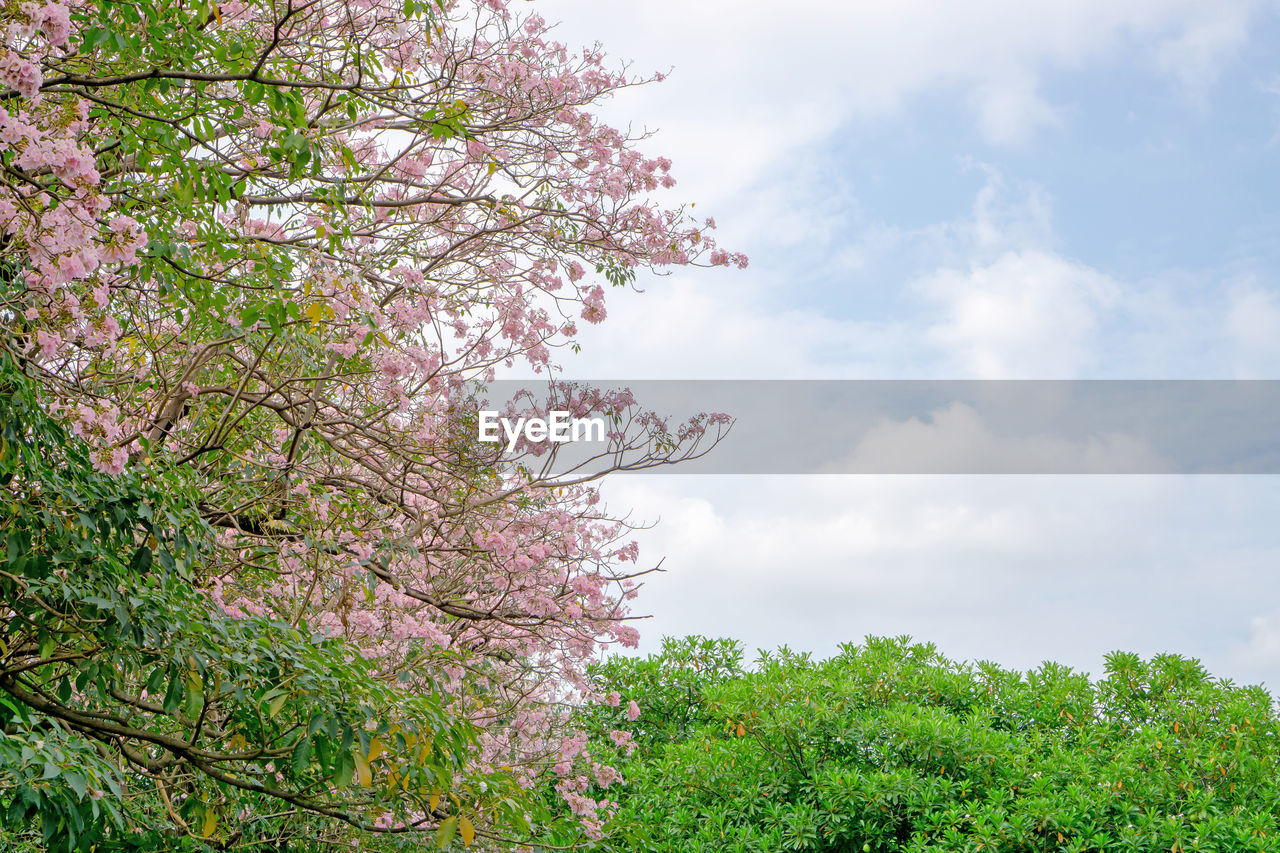 Pink trumpet shrub flowering tree blossom on green leaves, pink tecoma or tabebuia rosea plant