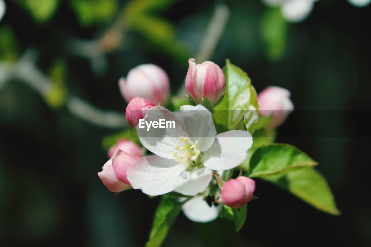 Close-up of pink flowers