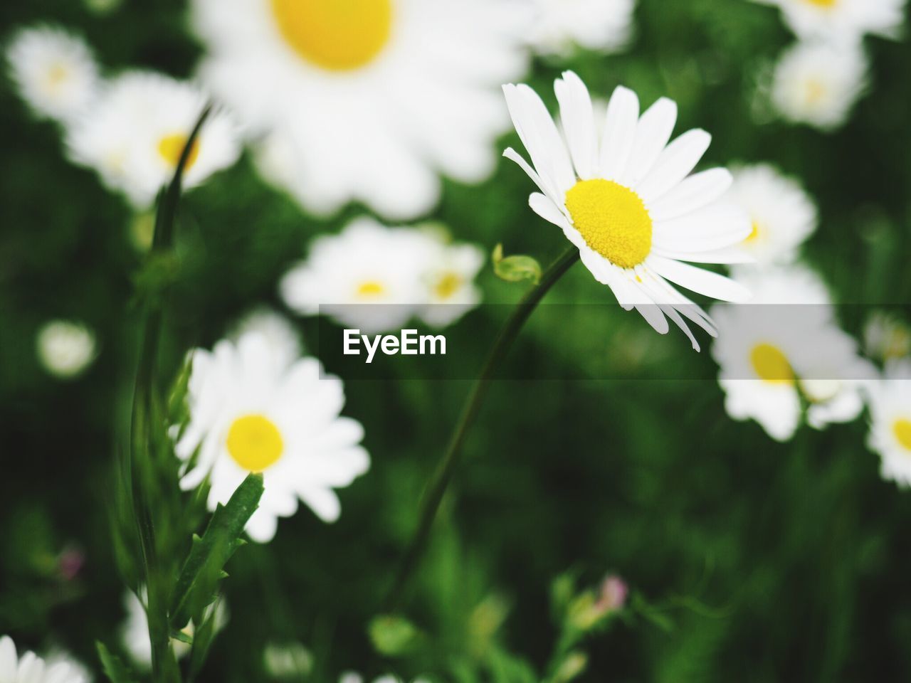 CLOSE-UP OF WHITE DAISY FLOWERS BLOOMING OUTDOORS