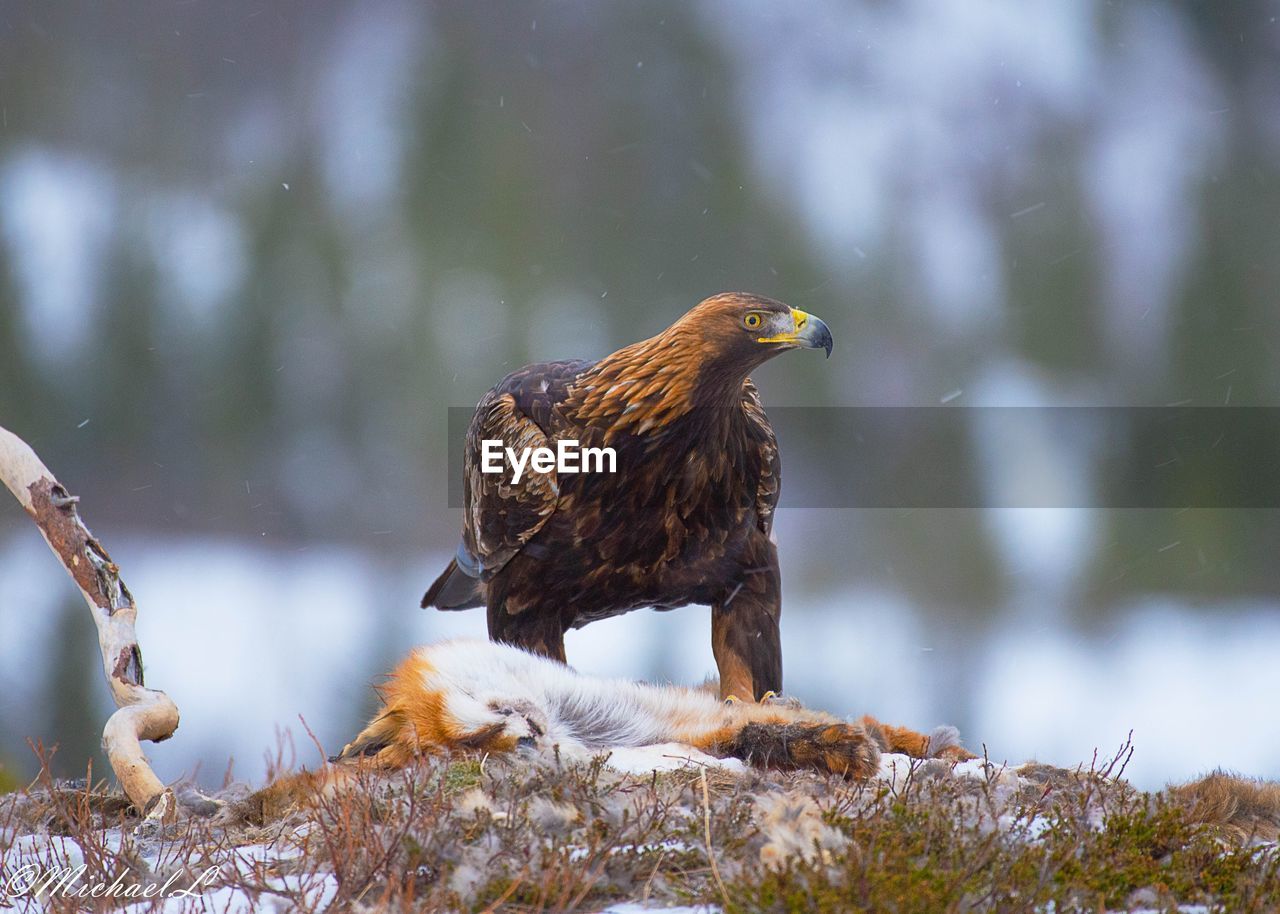 BIRD PERCHING ON A WOOD