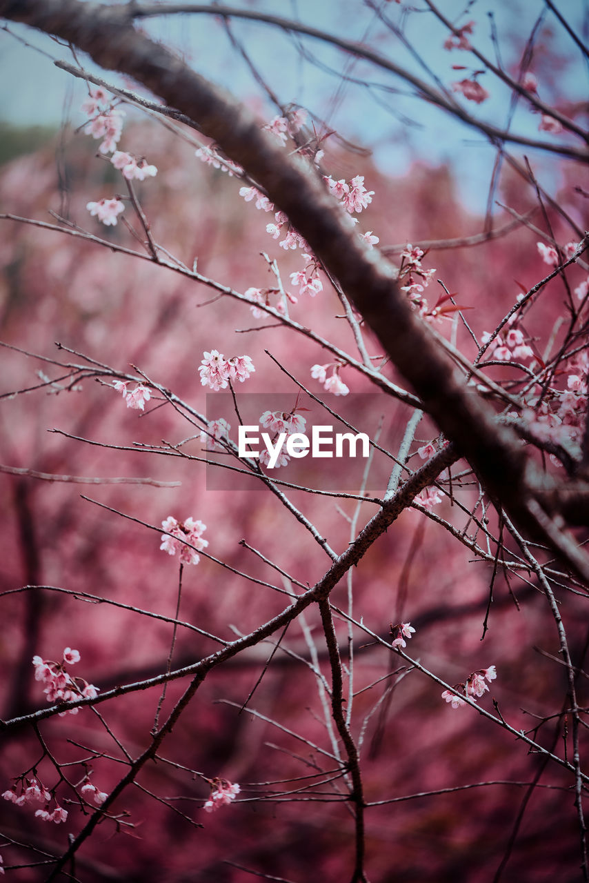 LOW ANGLE VIEW OF PINK CHERRY BLOSSOMS ON BRANCHES