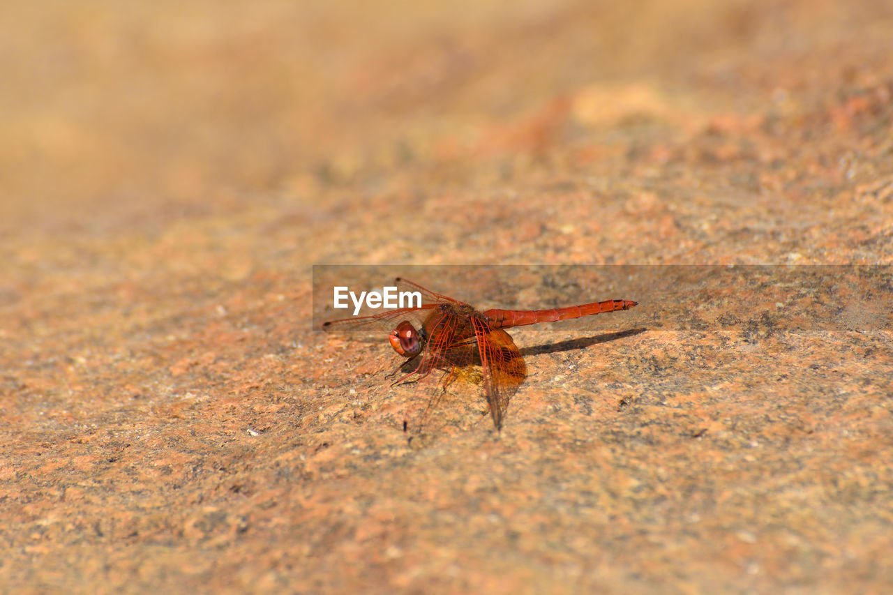 Red russet dropwing dragonfly on stone trithemis pluvialis