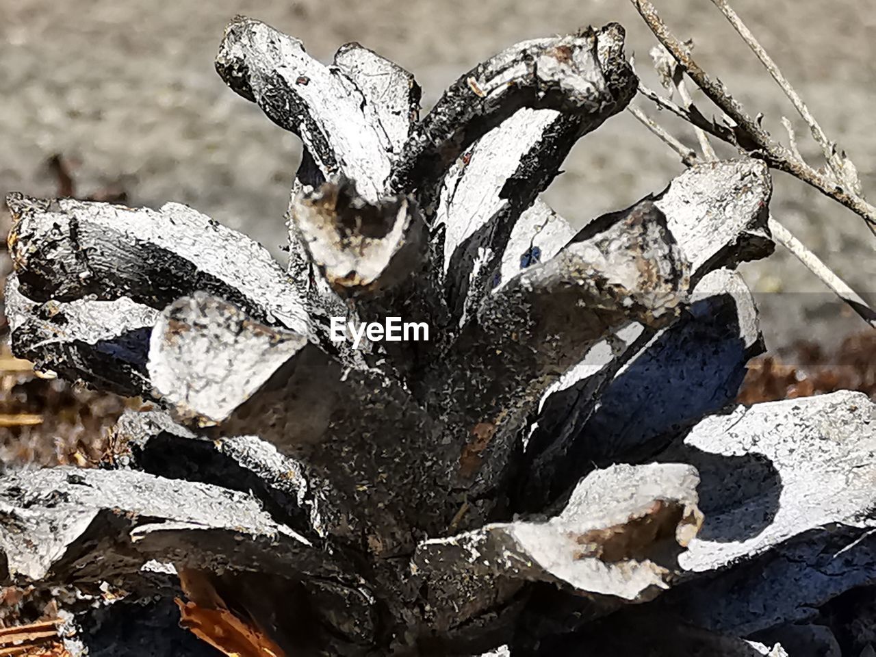 CLOSE-UP OF FROZEN LEAF ON FIELD