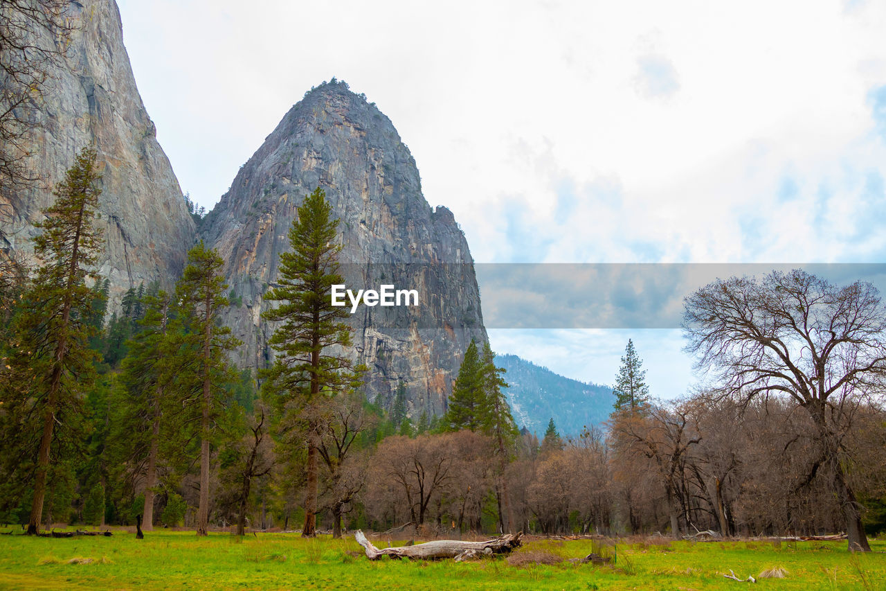 plant, tree, landscape, sky, land, environment, wilderness, nature, scenics - nature, meadow, mountain, beauty in nature, cloud, mountain range, grass, travel destinations, no people, valley, travel, rock, tourism, tranquility, non-urban scene, park, outdoors, forest, animal wildlife, tranquil scene, pine tree, animal, field, pinaceae, pine woodland, coniferous tree, day, panoramic, animal themes, rural scene, pasture, rural area, plateau, green, natural environment