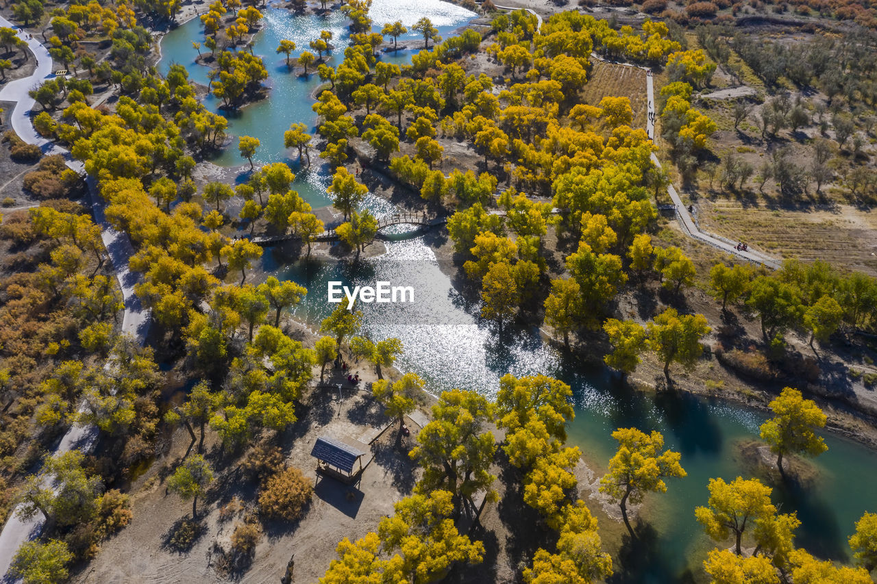 High angle view of trees by plants