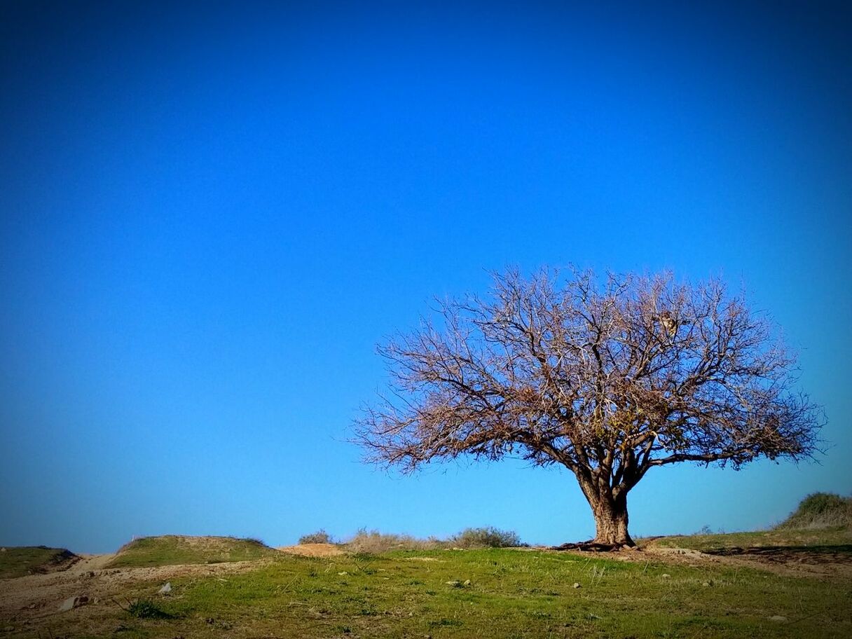 TREE AGAINST CLEAR BLUE SKY