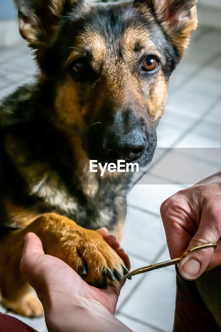 cropped hand of man with dog