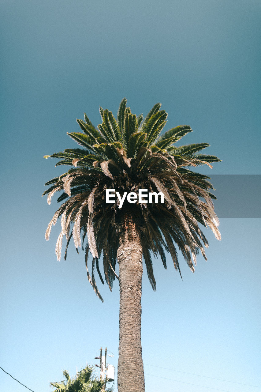 LOW ANGLE VIEW OF COCONUT PALM TREE AGAINST BLUE SKY