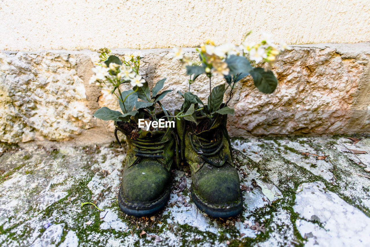 green, footwear, spring, plant, nature, shoe, no people, day, flower, yellow, outdoors, high angle view, flowering plant, growth, leaf, wall - building feature, close-up, boot, beauty in nature, plant part, pair