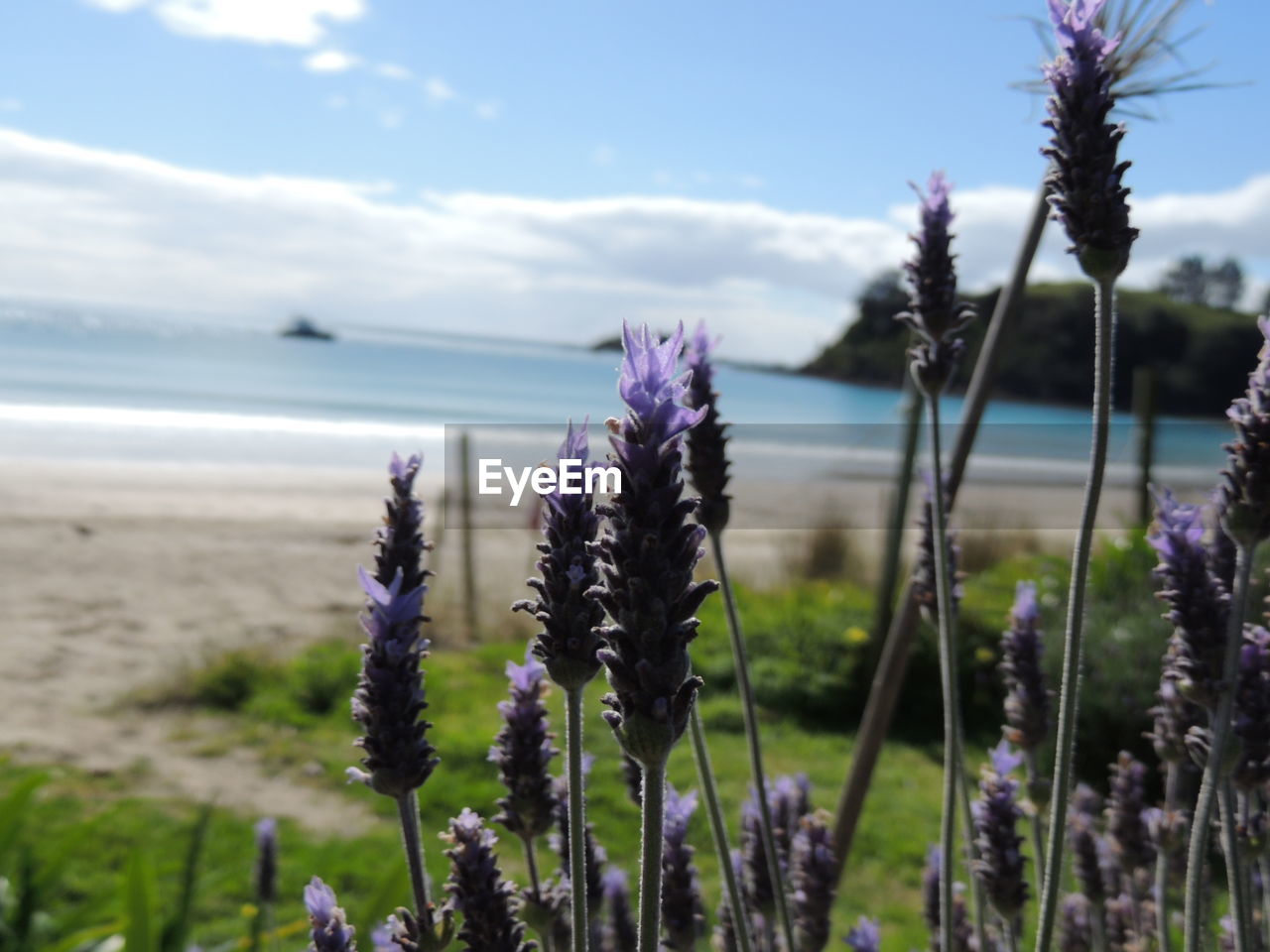 Close-up of thistle flowers growing at beach