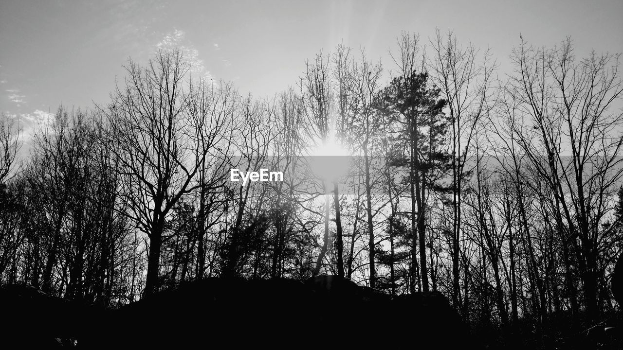 Low angle view of silhouette trees on sunny day