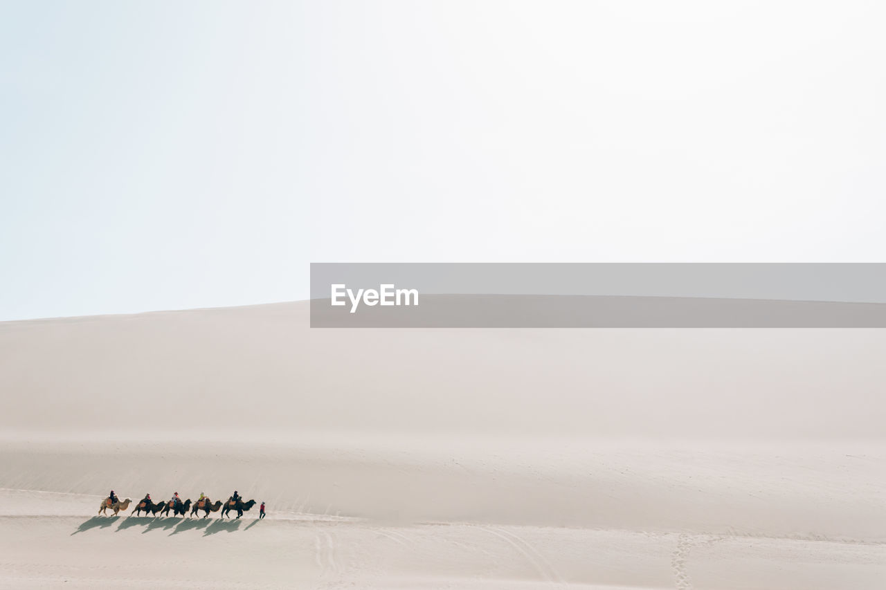 High angle view of people riding camels at desert