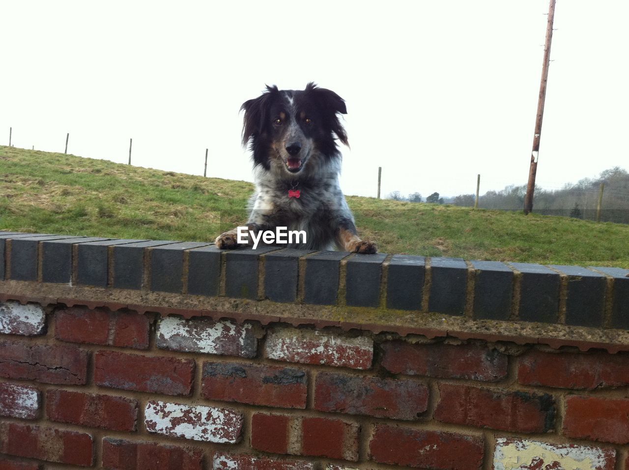 PORTRAIT OF DOG ON WALL