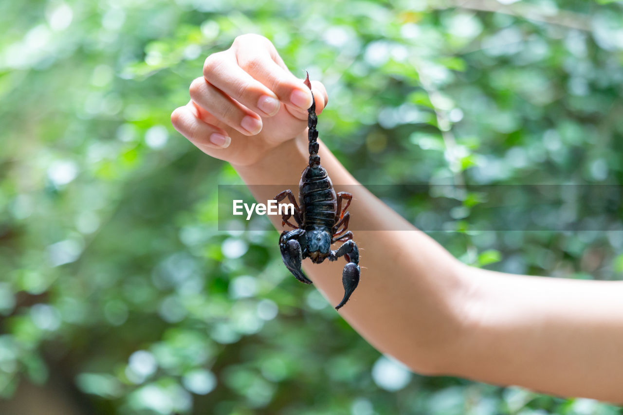 Cropped hand of woman holding insect