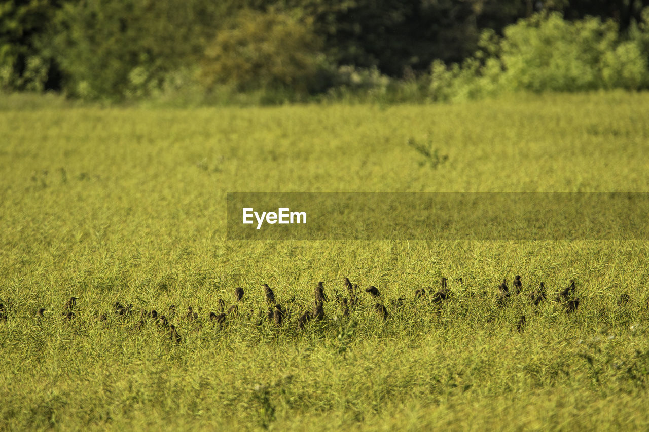 VIEW OF SHEEP ON GRASS