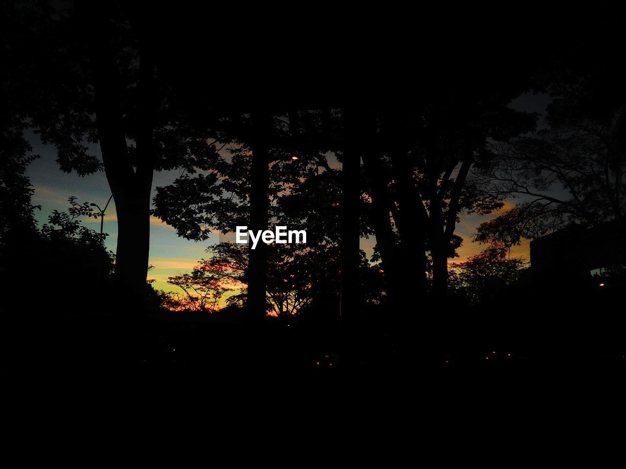 SILHOUETTE TREES AGAINST SKY AT NIGHT