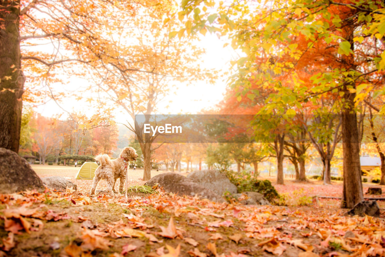 Maltipoo playing in autumn