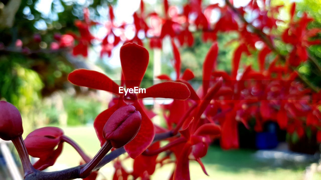CLOSE UP OF RED FLOWERING PLANT