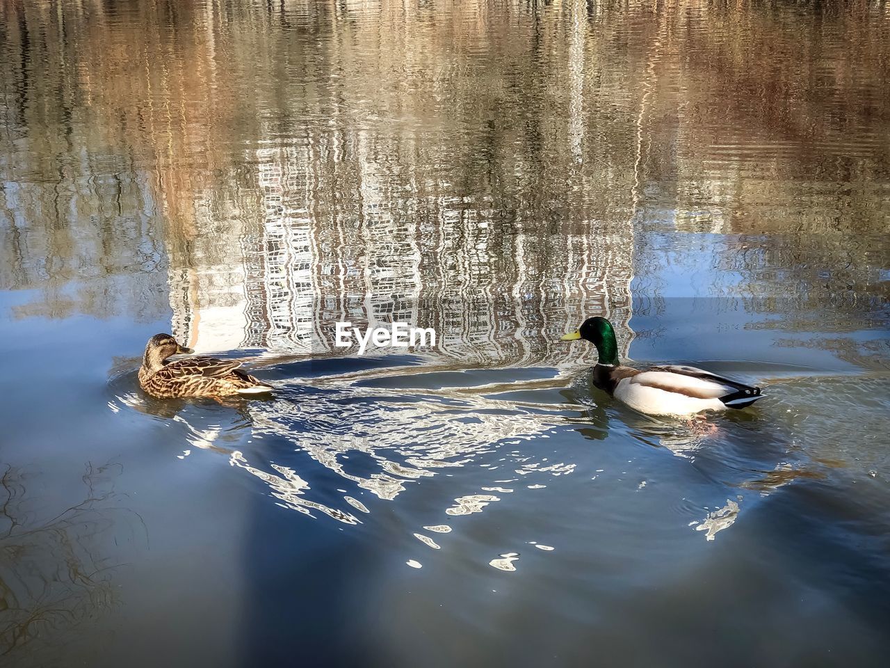 DUCK SWIMMING IN LAKE