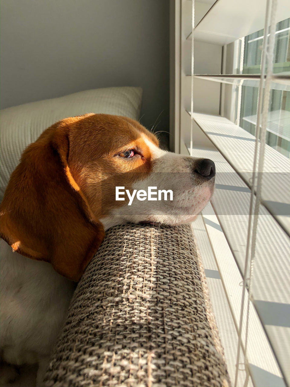 Close-up of a dog looking away