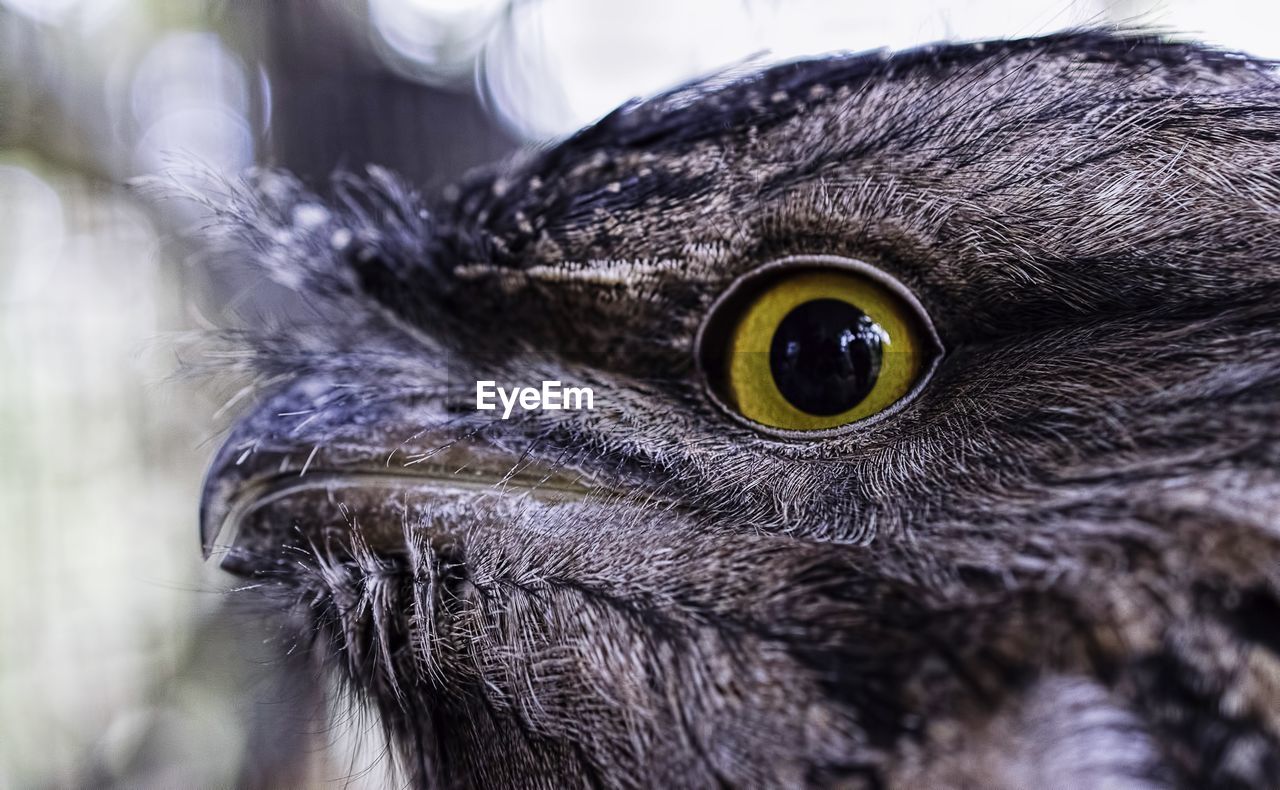 Close-up of tawny frogmouth