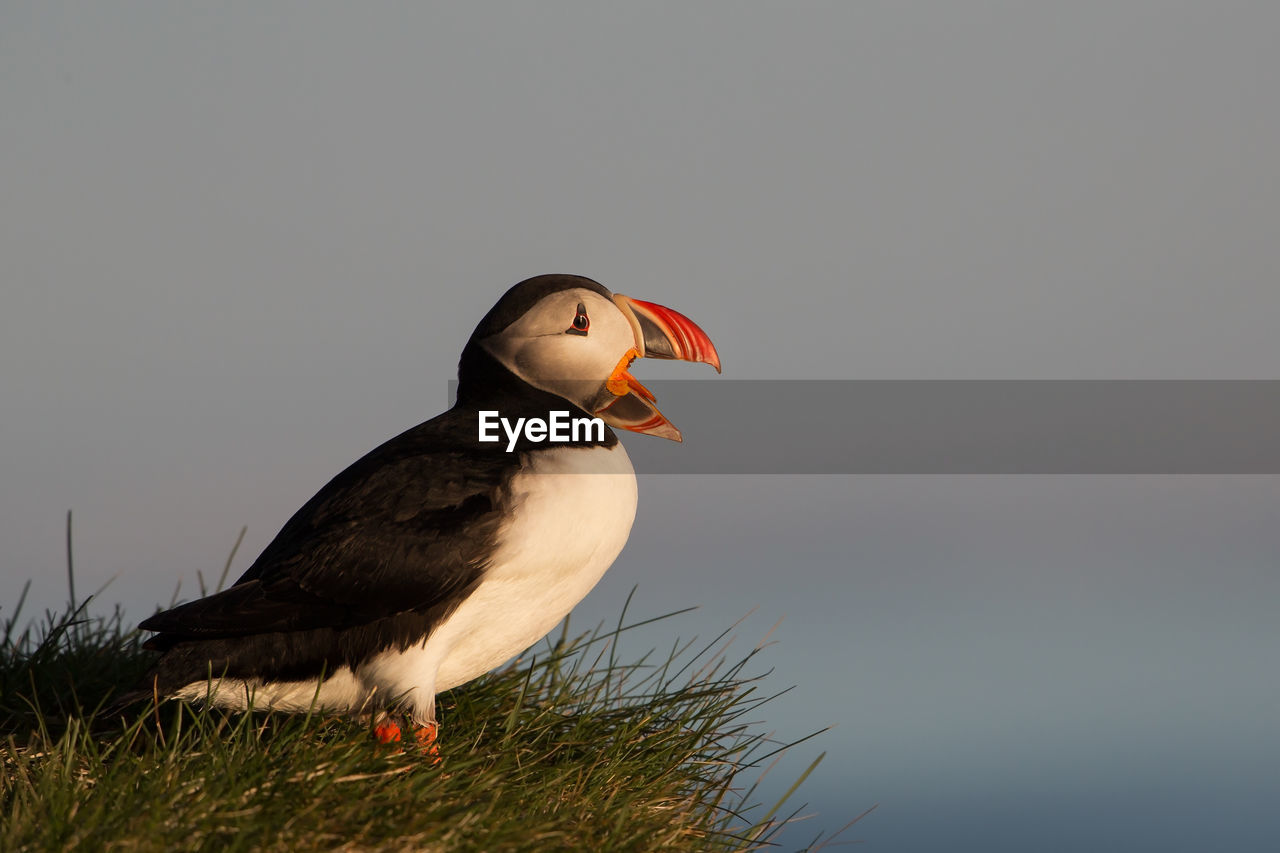 Close-up of puffin perching on grassy field