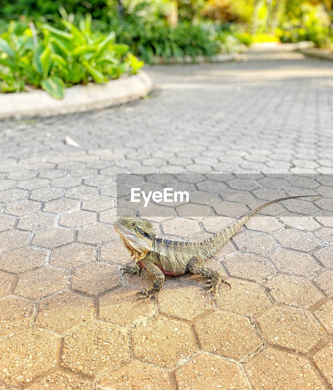 High angle view of lizard on footpath