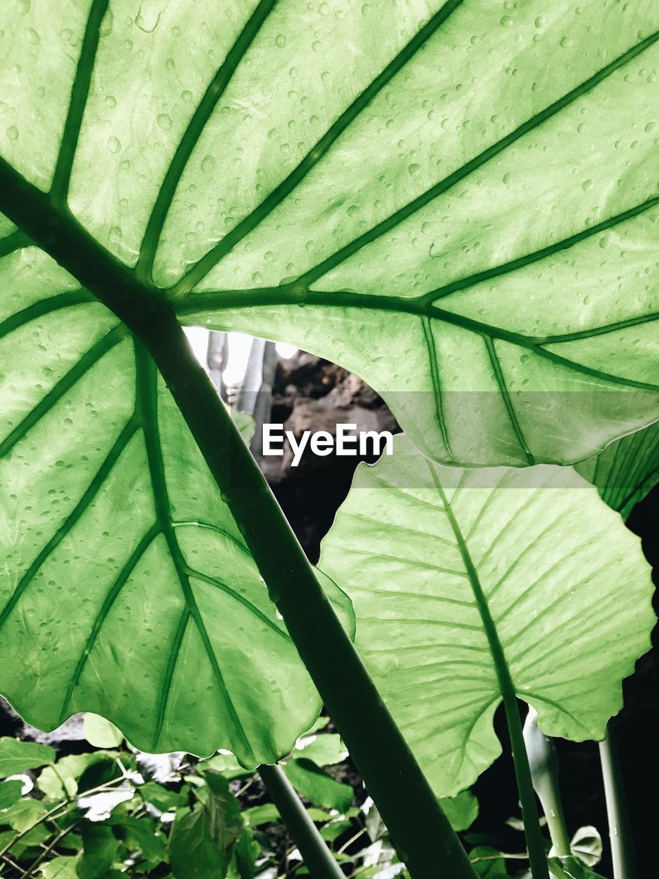 CLOSE-UP OF LEAVES