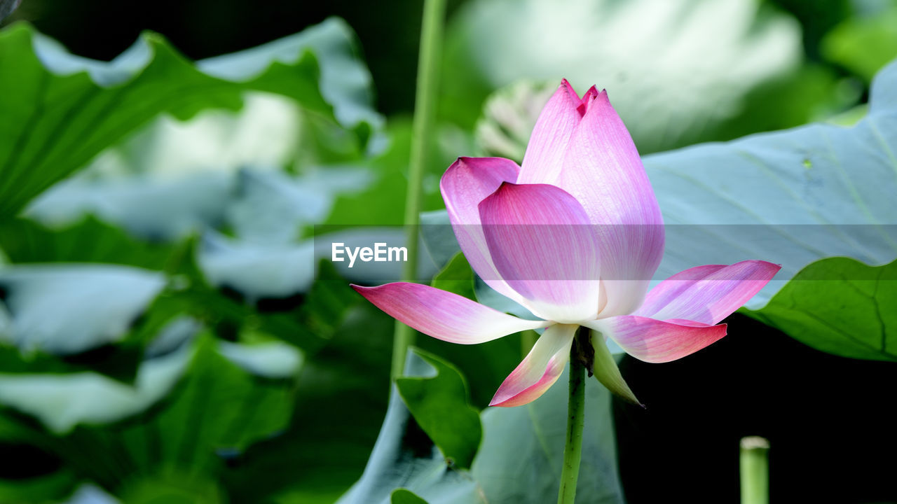 flower, flowering plant, plant, freshness, beauty in nature, leaf, aquatic plant, pink, petal, plant part, water lily, close-up, nature, proteales, lotus water lily, flower head, fragility, inflorescence, lily, macro photography, pond, growth, no people, green, springtime, water, blossom, outdoors, focus on foreground, social issues, botany